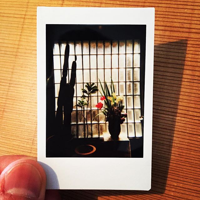 #lomography #lomoinstant #automat #instaxmini #instantcamera #light #flowers #flowerstagram #polaroid #plants #windows