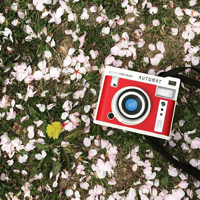 #lomography #lomoinstant #automat #sakura #cherryblossom #camera #instantcamera #たんぽぽ #桜 #japan