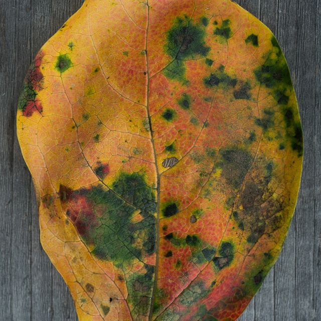 #秋の色 #落ち葉 #leaf #autumn #autumleaves #tsukuba #つくば #ibaraki  #instagramjapan #tokyocameraclub #igersjp #team_jp_ #reco_ig #hueart_life #rsa_social #indies_gram #whim_life #lifeispeople #as_archive #japan_daytime_view