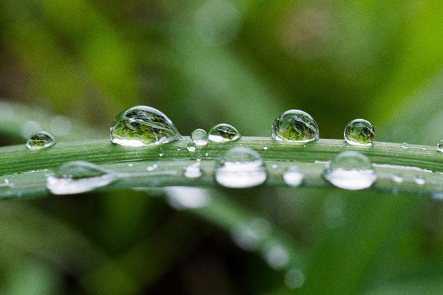 #rainyday #tsukuba #つくば #macro #マクロレンズ #ibaraki #nature